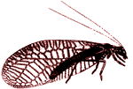 insect1