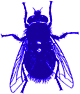 insect3