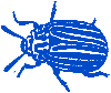 insect4